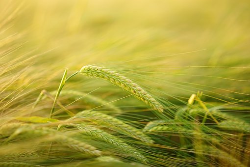 barley-2117454__340